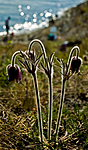 BB 05 0101 / Pulsatilla pratensis / Kubjelle